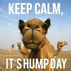 Funny Hump Day Memes to Celebrate Wednesday - Lola Lambchops