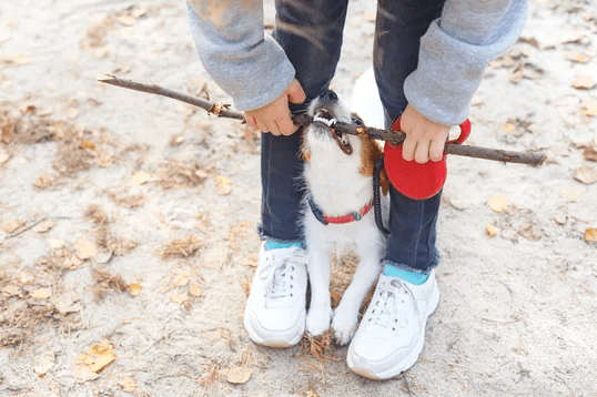 running shoes for walking your dog