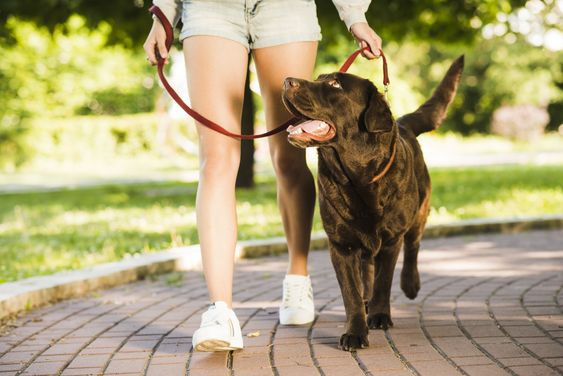 Walking with your dog